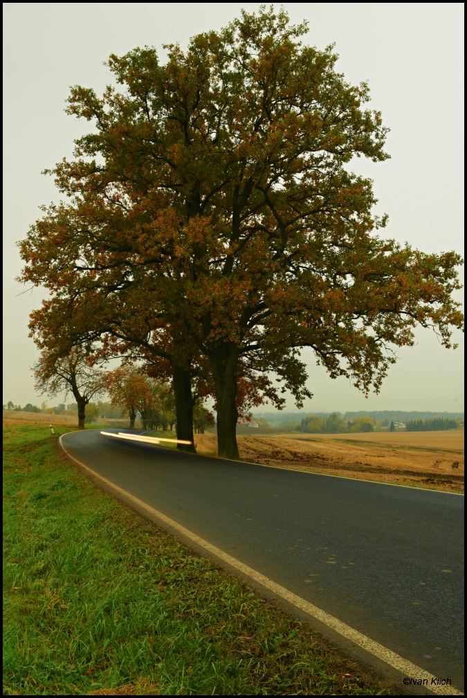 Čížová