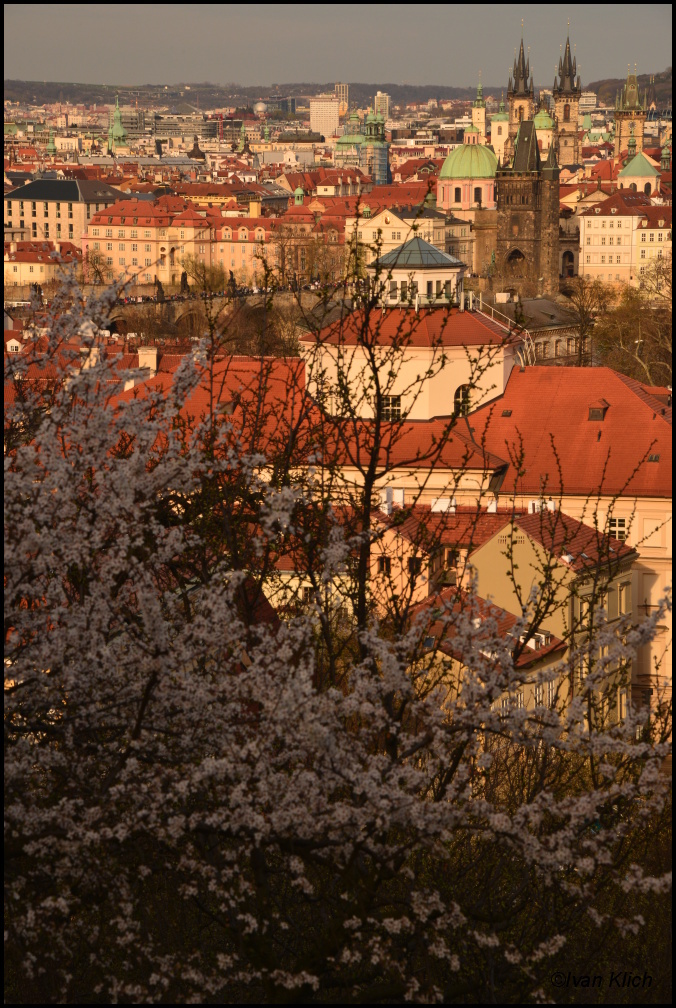Květy v podvečer