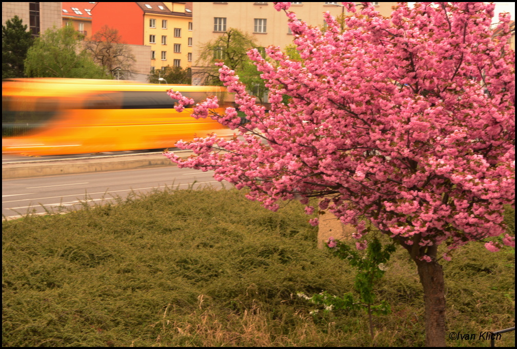 Sakura a autobus