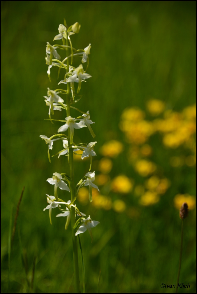 Šumavská orchidej